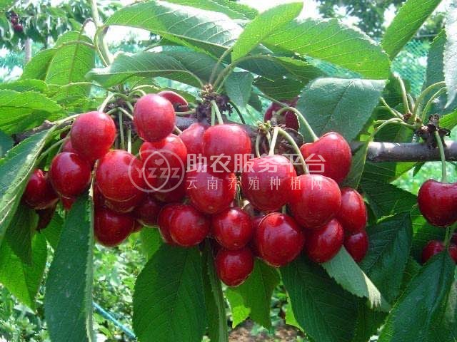 大理世成樱桃种植专业合作社供应量2吨图1