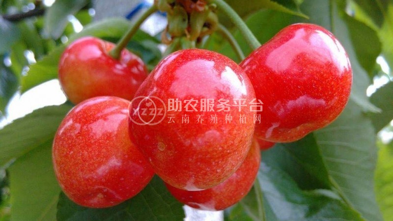 大理世成樱桃种植专业合作社供应量2吨图2
