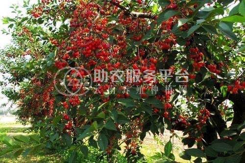 大理世成樱桃种植专业合作社供应量2吨图3
