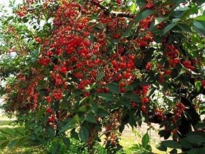 大理世成樱桃种植专业合作社供应量2吨图3