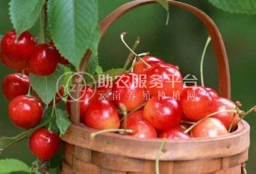大理世成樱桃种植专业合作社供应量2吨图4
