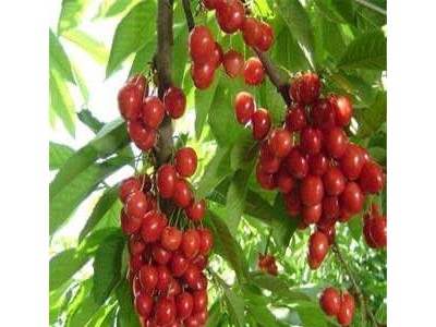 大理世成樱桃种植专业合作社供应量2吨图5