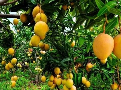 曲靖市宣威旧营芒果种植中心20吨图5
