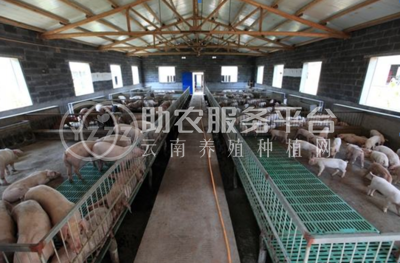 曲靖宣威市富农养猪基地 4000头图5
