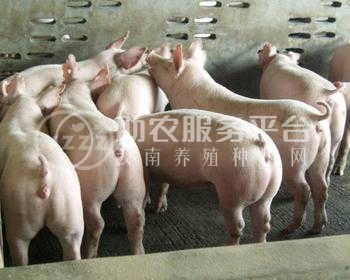 曲靖宣威市富农养猪基地 4000头图7