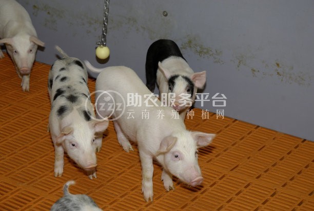 曲靖宣威市富农养猪基地 4000头图4