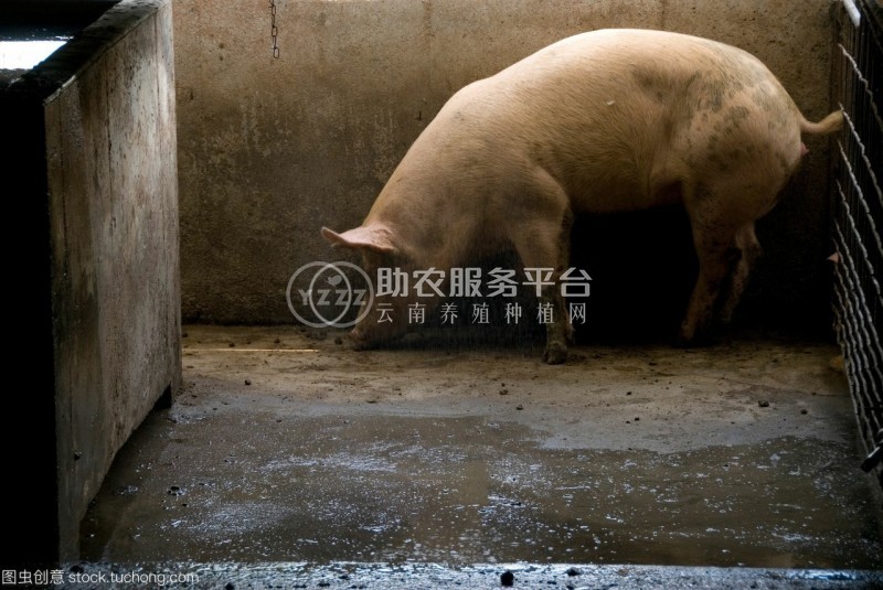 曲靖宣威市富农养猪基地 4000头图3
