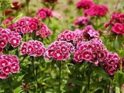 昆明康乃馨种植基地供应量8万株图2