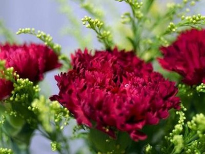 昆明康乃馨种植基地供应量8万株图4