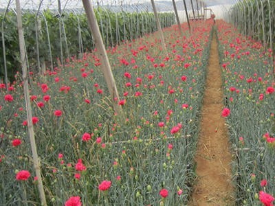 昆明康乃馨种植基地供应量8万株图8