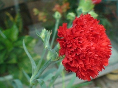 昆明康乃馨种植基地供应量8万株图6