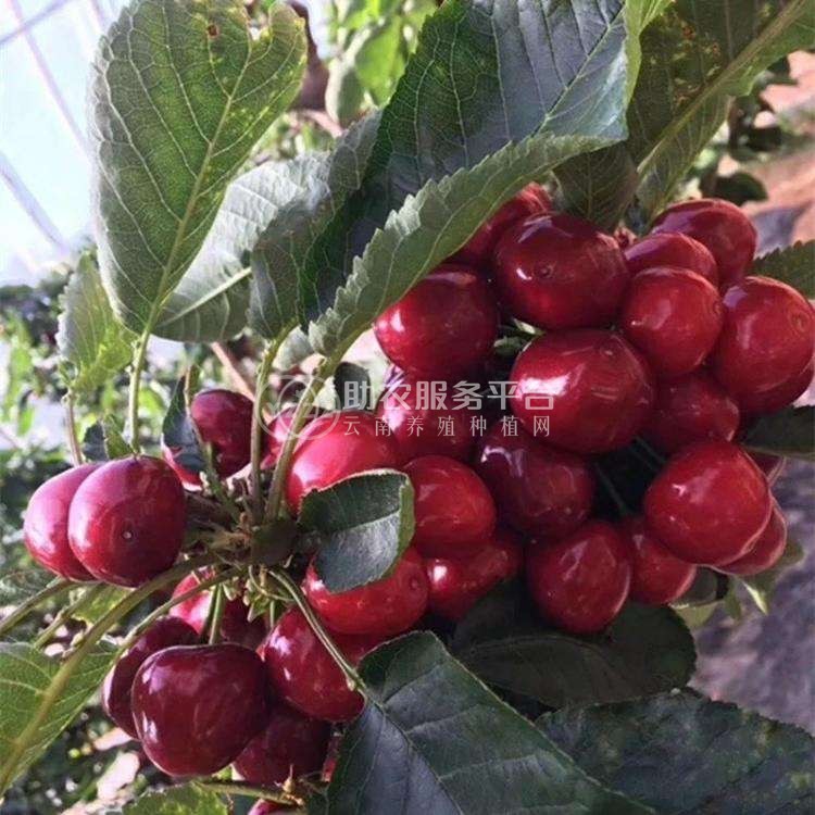 大理市车厘子种植基地供应量1吨图2