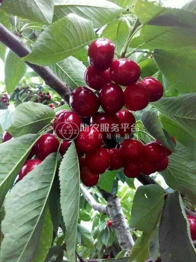 大理市车厘子种植基地供应量1吨图3