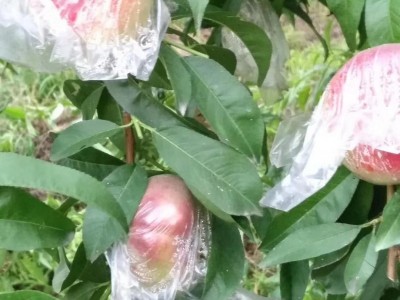 昆明桃子种子基地供应量8吨图5