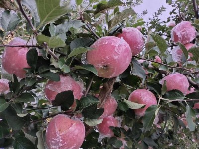 昆明桃子种子基地供应量8吨图2