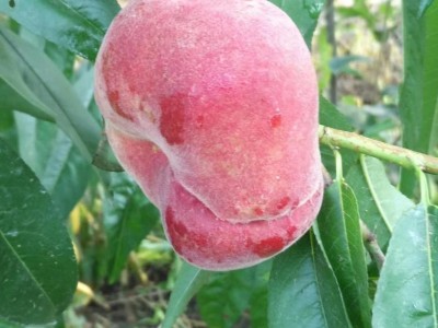 昆明桃子种子基地供应量8吨图3