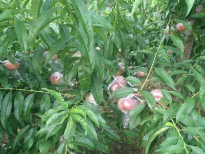 昆明桃子种子基地供应量8吨图6