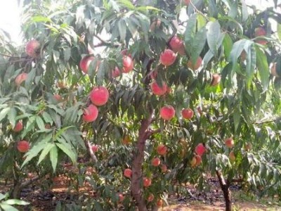 昆明桃子种子基地供应量8吨图7