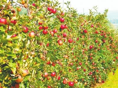 昆明桃子种子基地供应量8吨图8