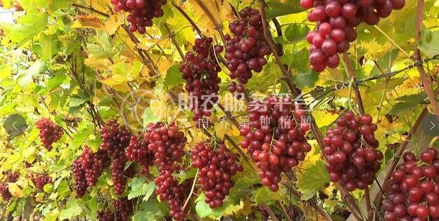 曲靖市会泽联盈种植葡萄中心 18吨图4