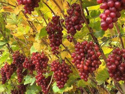 曲靖市会泽联盈种植葡萄中心 18吨图4