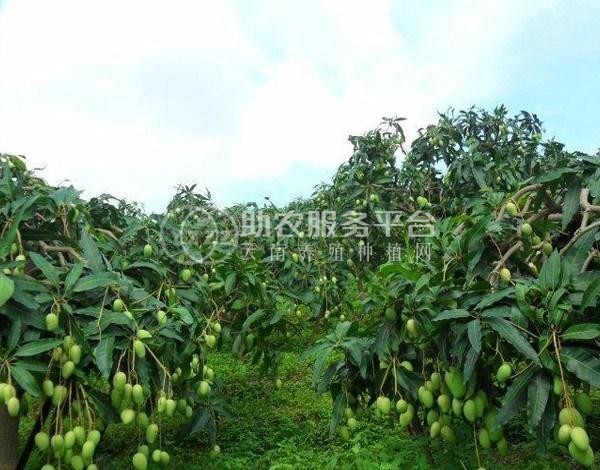 丽江云宏芒果种植基地供应15吨图1