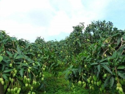 丽江云宏芒果种植基地供应15吨
