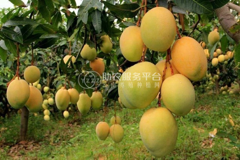 丽江云宏芒果种植基地供应15吨图2