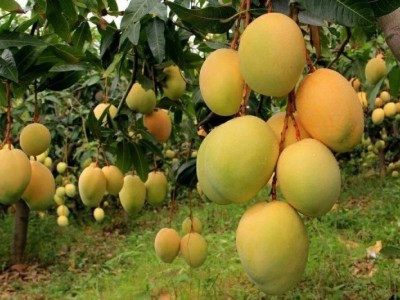 丽江云宏芒果种植基地供应15吨图2