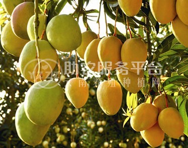 丽江云宏芒果种植基地供应15吨图3
