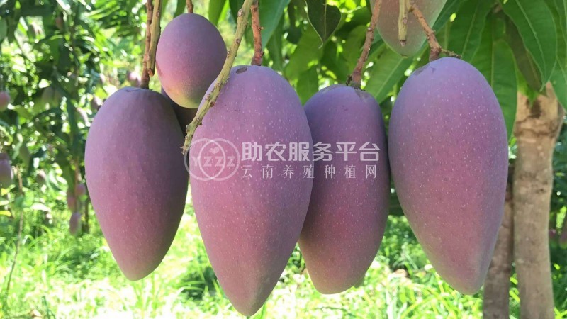 丽江云宏芒果种植基地供应15吨图4