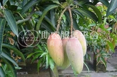 丽江云宏芒果种植基地供应15吨图5