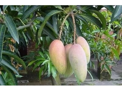 丽江云宏芒果种植基地供应15吨图5