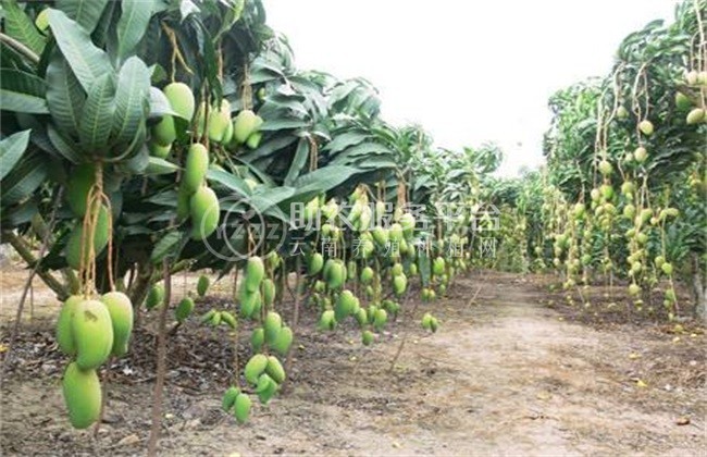 丽江云宏芒果种植基地供应15吨图6