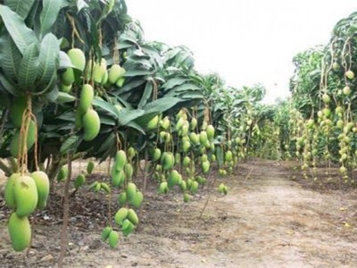 丽江云宏芒果种植基地供应15吨图6