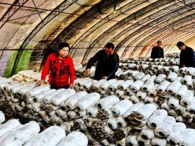昆明食用菌种植基地供应量9吨图6