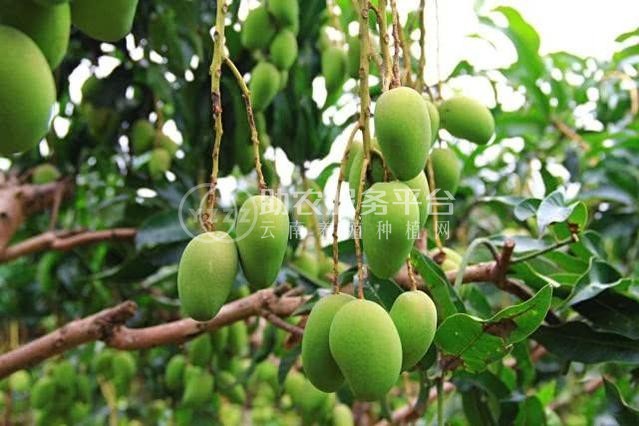 丽江云宏芒果种植基地供应15吨图7