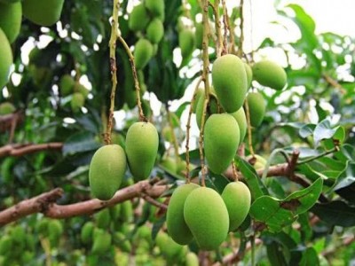 丽江云宏芒果种植基地供应15吨图7
