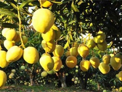 丽江云宏芒果种植基地供应15吨图8