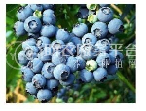 大理市花儿庄蓝莓种植基地供应量2吨图1