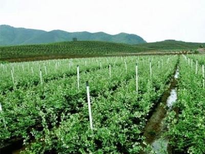 昆明蓝莓种植基地供应量7吨图5