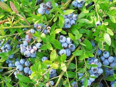 昆明蓝莓种植基地供应量7吨图4