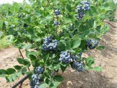 昆明蓝莓种植基地供应量7吨图8