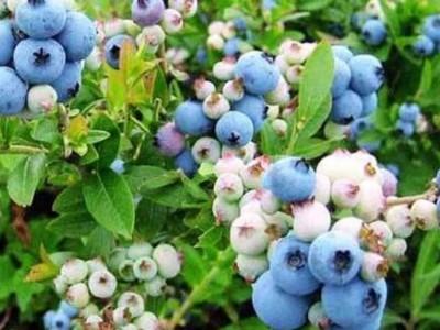 昆明蓝莓种植基地供应量7吨图9