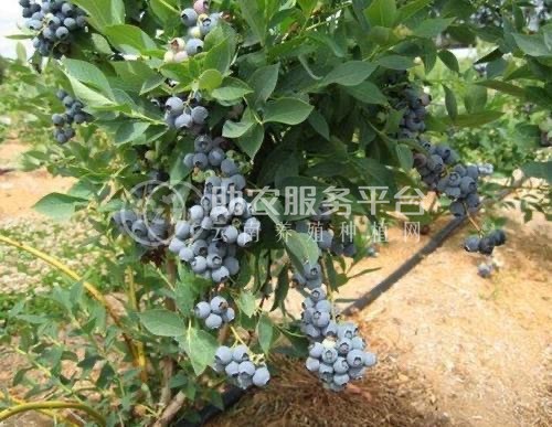大理市花儿庄蓝莓种植基地供应量2吨图2