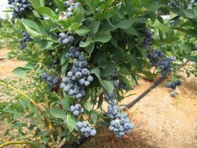 曲靖宣威双映蓝莓种植基地 供应量10吨图4