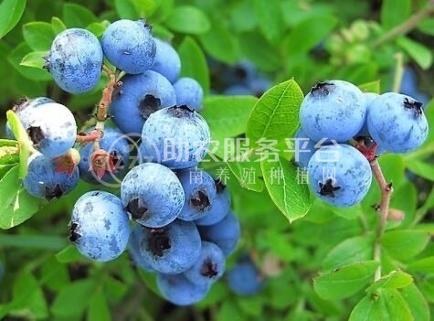 大理市花儿庄蓝莓种植基地供应量2吨图3