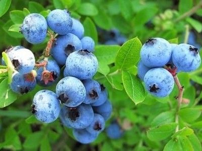 曲靖宣威双映蓝莓种植基地 供应量10吨图3