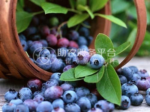 大理市花儿庄蓝莓种植基地供应量2吨图4