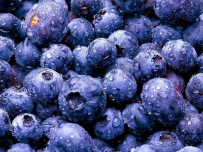 曲靖宣威双映蓝莓种植基地 供应量10吨